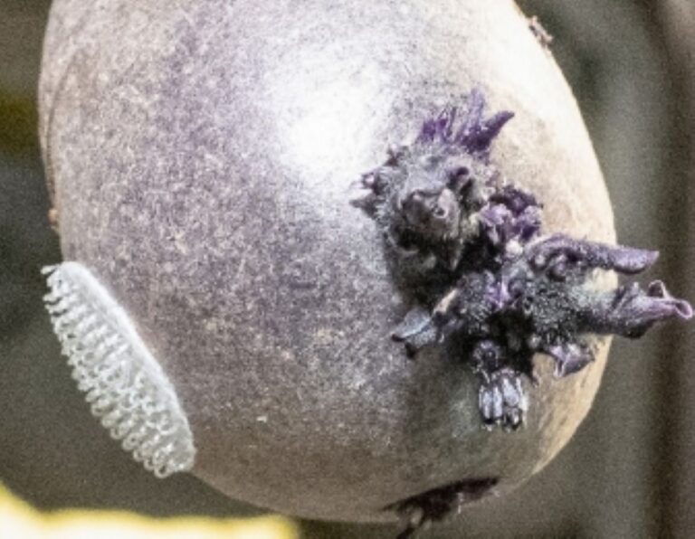 Lila élőlénnyel kísérleteznek a Nemzetközi Űrállomáson