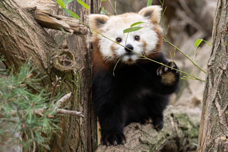 Edukáció és fajmegőrzés Bécsben